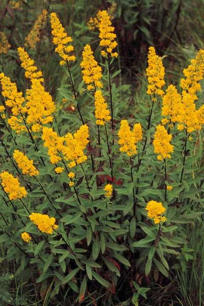 SOLID SPE SHOWYGOLDENROD3.5"/18T