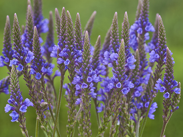 VERBE HAS BLUE VERVAIN 3.5"/18T