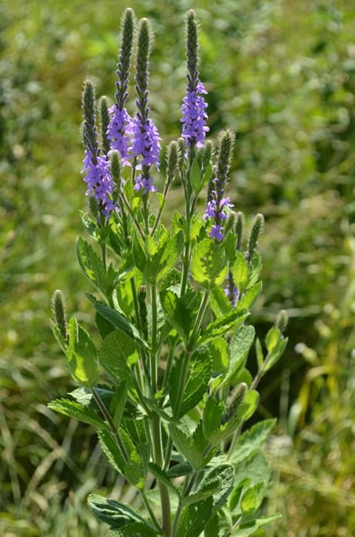 VERBE STR HOARY VERVAIN 3.5"/18T