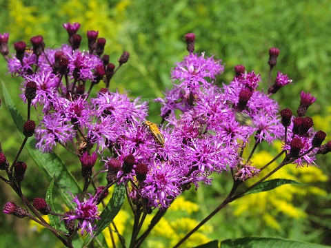 VERNONIA FAS IRONWEED 3.5"/18T