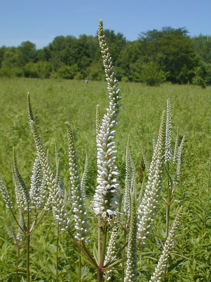 VERON VIR CULVER'S ROOT #1