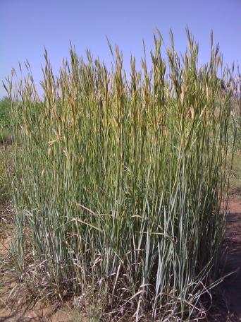 ANDRO GER BIG BLUESTEM 3.5"/18T