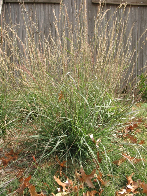 BOUTE CUR SIDEOATS GRAMA3.5"/18T