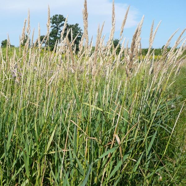 CALAM CAN BLUEJOINTGRASS3.5"/18T