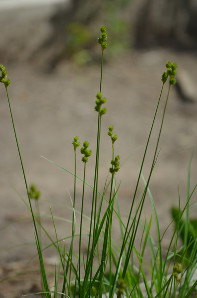 CAREX BICKNELLI OVAL SED3.5"/18T