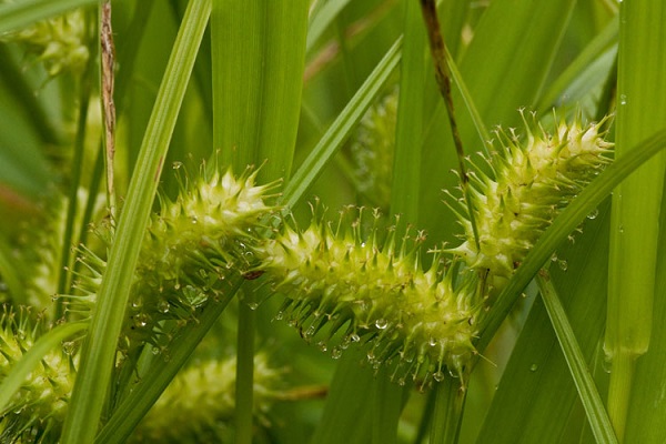 CAREX COM BOTTLEBRUSHSED3.5"/18T