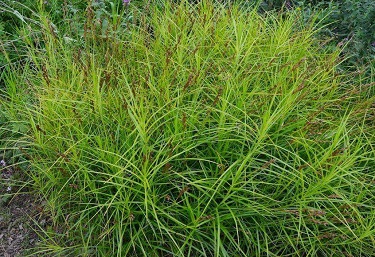 CAREX MUSKINGUMENSIS 3.5"/18TRAY