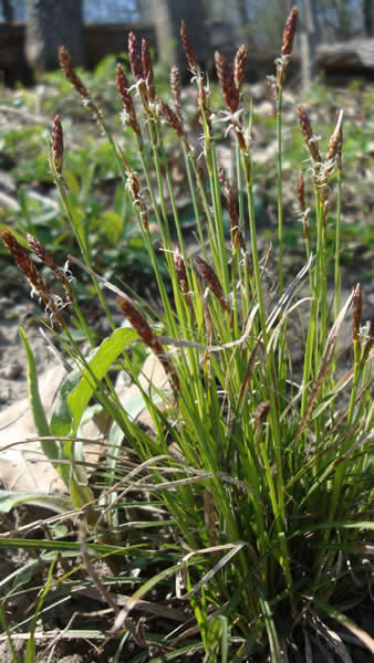CAREX PEN COMMONOAKSEDGE3.5"/18T