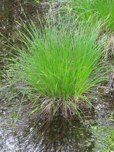 CAREX STR TUSSOCK SEDGE 3.5"/18T