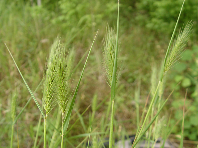 ELYMUS VIRGINIA WILD RYE3.5"/18T
