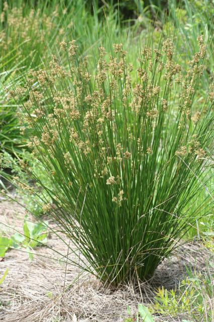 JUNCUS EFFUSUS 3.5"/18T