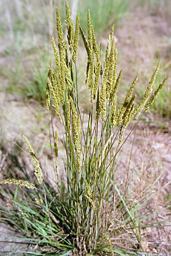 KOELE MAC JUNEGRASS 3.5"/18T