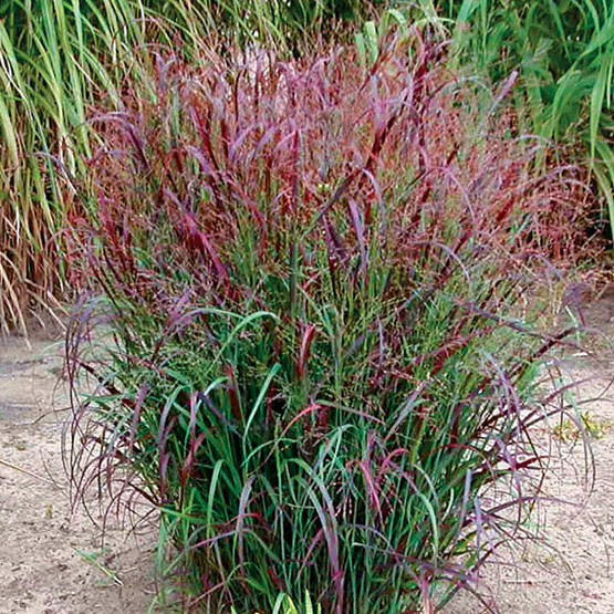 PANIC VIR SWITCHGRASS 3.5"/18T