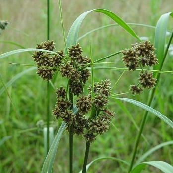 SCIRPUS ATROVIRENS 3.5"/18T
