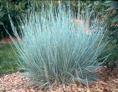 SCHIZ SCO LITTLEBLUESTEM3.5"/18T