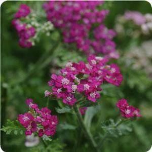 ACHILL MIL NEW VINTAGE VIOLET #1