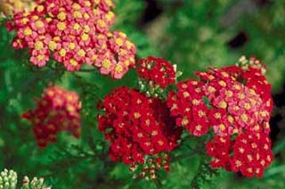 ACHILL MIL PAPRIKA #1 YARROW