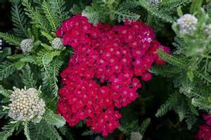 ACHILL MIL POMEGRANATE #1 YARROW