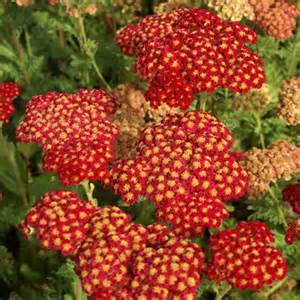 ACHILL MI STRAWBERRY SEDUCTION#1