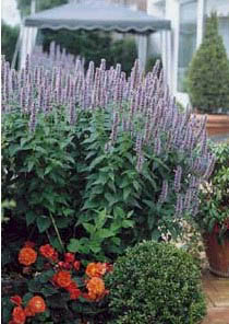 AGAST X BLUE FORTUNE #1 HYSSOP