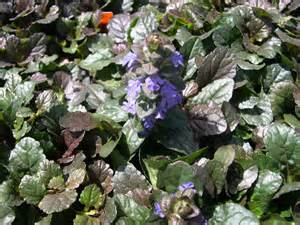 AJUGA REP BRONZE BEAUTY 10CELL/4