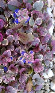 AJUGA RE BURGUNDY GLOW 10CELL/4"