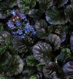 AJUGA BLACK SCALLOP 10CELL/4"