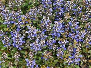 AJUGA X CHOCOLATE CHIP 10CELL/4"