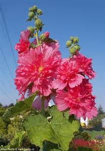 ALCEA ROS SPRING CELEB CRIMSON#1