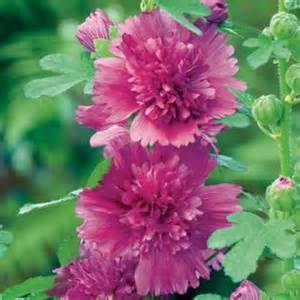 ALCEA ROS SPRING CELEB PURPLE #1