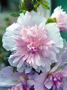 ALCEA ROS SPRING CELEB PINK #1