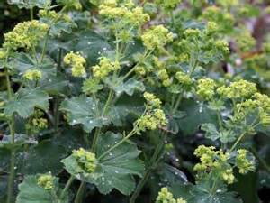 ALCHE MOL LADY'S MANTLE #1
