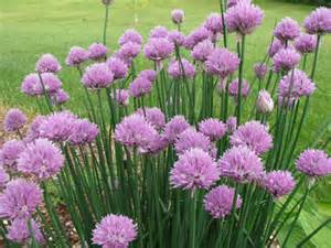 ALLIUM SCHOENOPRASUM #1 CHIVE