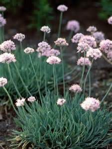 ALLIUM SEN GLAUCUM #1