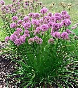 ALLIUM TAN SUMMER BEAUTY #1