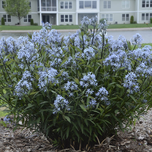 ALLIUM X WINDY CITY #1