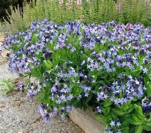 AMSONIA X BLUE ICE #1
