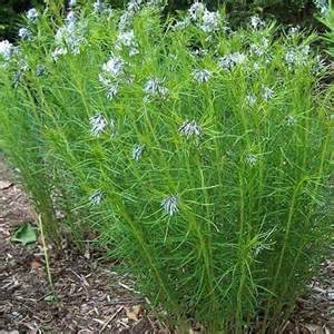 AMSONIA X HUBRICHTII #1