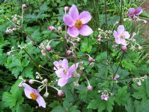 ANEMONE HUP PINK SAUCERS #1