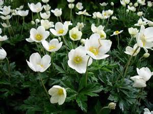 ANEMONE SYL SNOWDROP #1