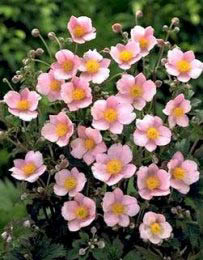 ANEMONE TOM ROBUSTISSIMA #1