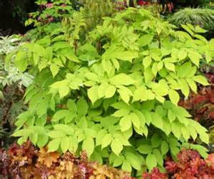 ARALIA COR SUN KING #2