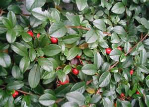 ARCTO MASS BEARBERRY #1