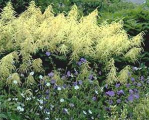 ARUNCUS DIO GOATS BEARD #1