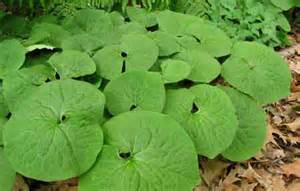 ASARUM CANADENSE WILD GINGER #1