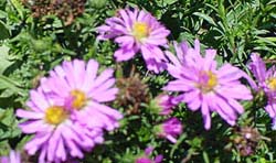 ASTER DUM WOOD'S PINK #1