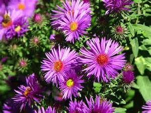 ASTER DUM WOOD'S PURPLE #1