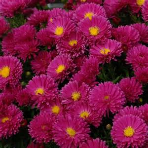 ASTER KICKIN CARMINE RED #1