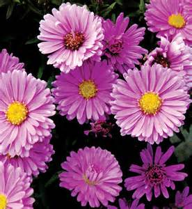 ASTER NOV SHOWMAKERS MAGENTA #1