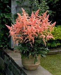 ASTILBE ARE BRESSING BEAUTY #1